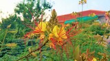 Brezylka cytrynowa Erythrostemon gilliesii kwiat