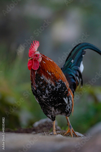 A rooster with a golden mane