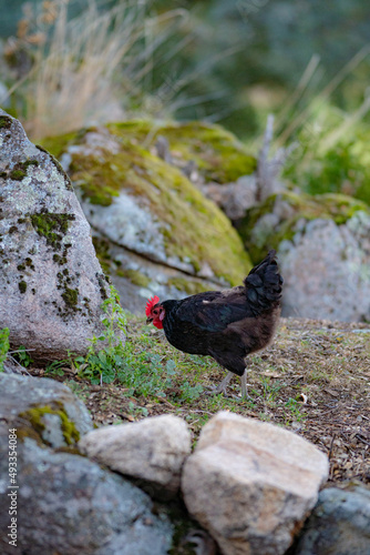 A rooster with a black mane