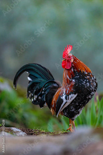 A rooster with a golden mane