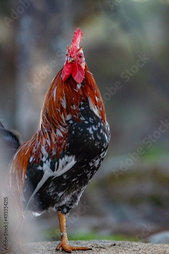 A rooster with a golden mane