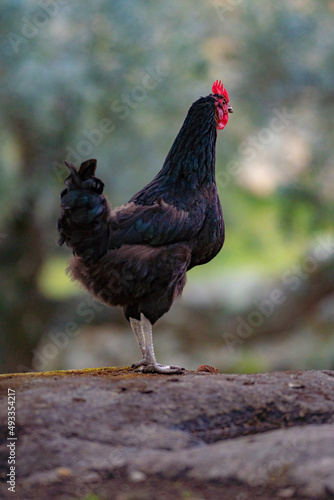 A rooster with a black mane