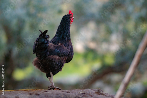 A rooster with a black mane