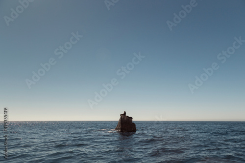 A seal resting on a stone in the middle of the sea photo