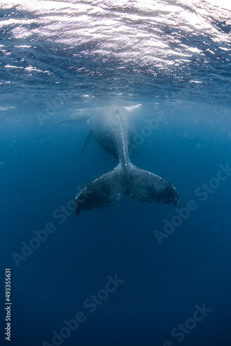 Humpback whale's tailfin © divedog