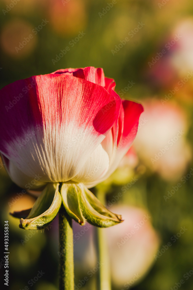red and yellow tulip red and yellow tulip