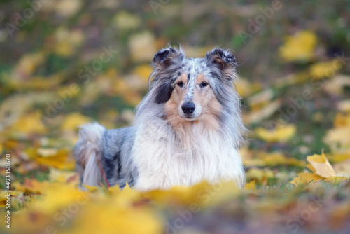 Adorable blue merle rough Collie dog lying down on a green grass with yellow fallen maple leaves in autumn photo
