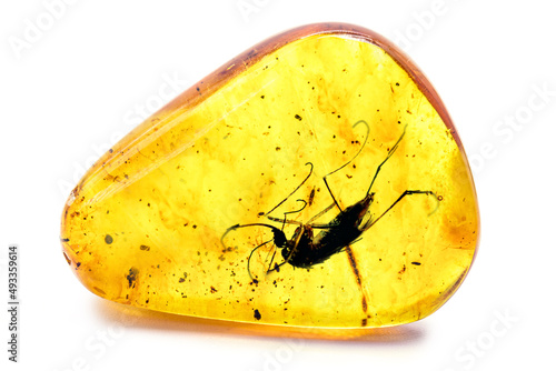 Fotografia amber with preserved prehistoric insect, mosquito with blood or DNA preserved in