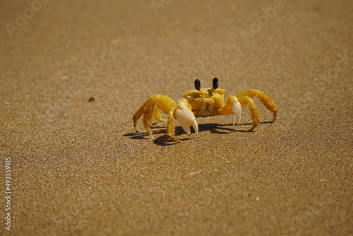 Atlantic ghost crab (Ocypode quadrata) on the beach of Japaratinga, state of Alagoas, Brazil. photo