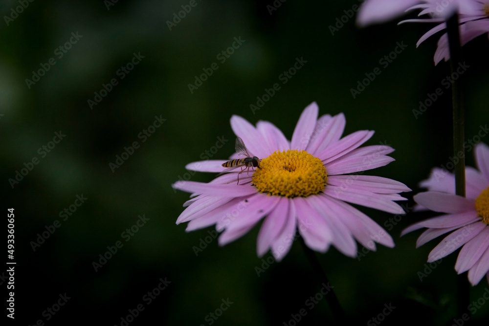 Obraz premium daisy flower