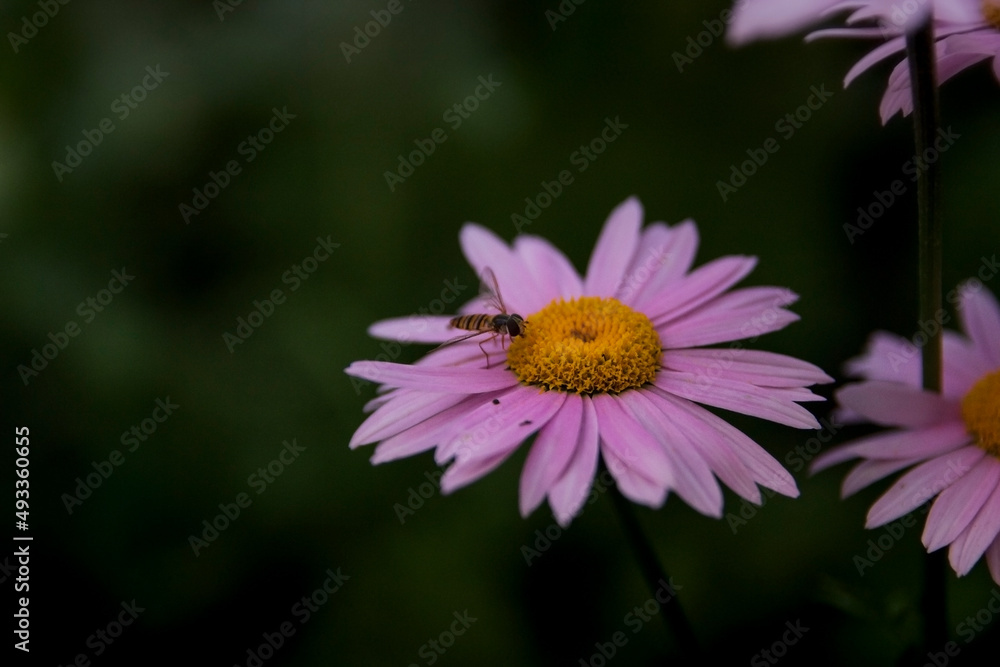 Obraz premium flower