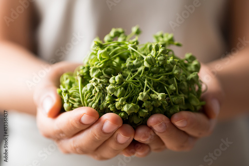 Dregea volubilis flower holding by woman hand, Edible flower from local farmer market in summer season, Northern of Thailand