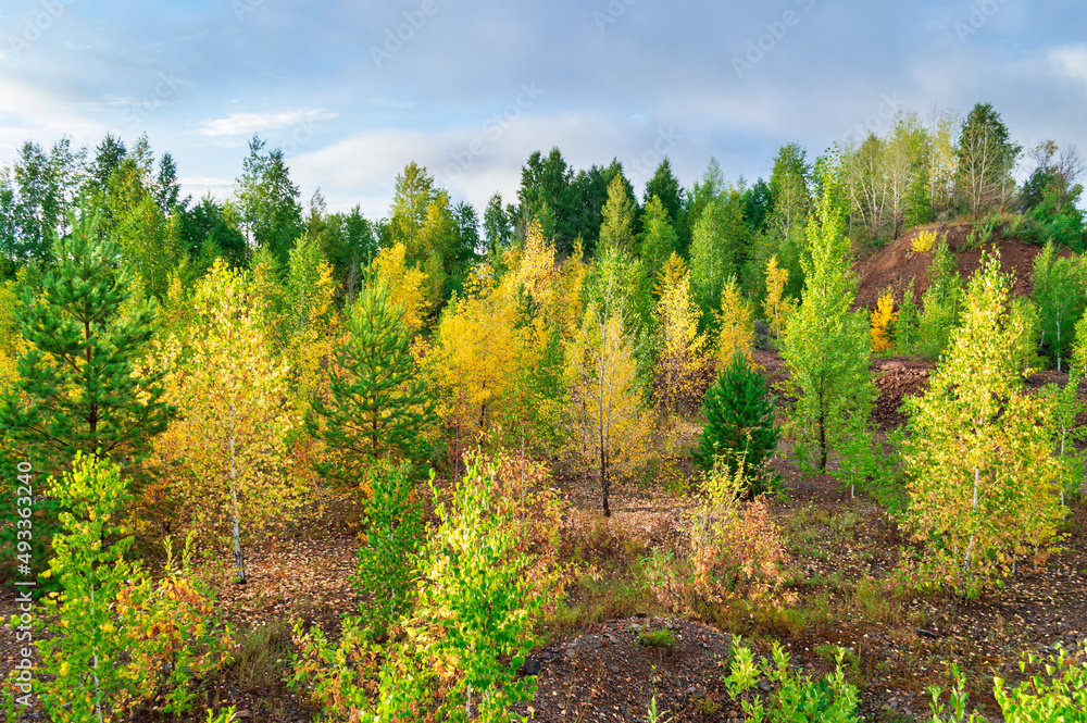 Fototapeta premium Deciduous and Coniferous Trees Growing at Rocky Ground