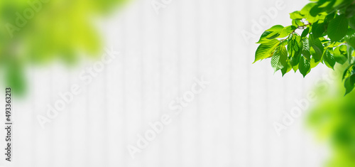 Background with white wood walls and bright foliage