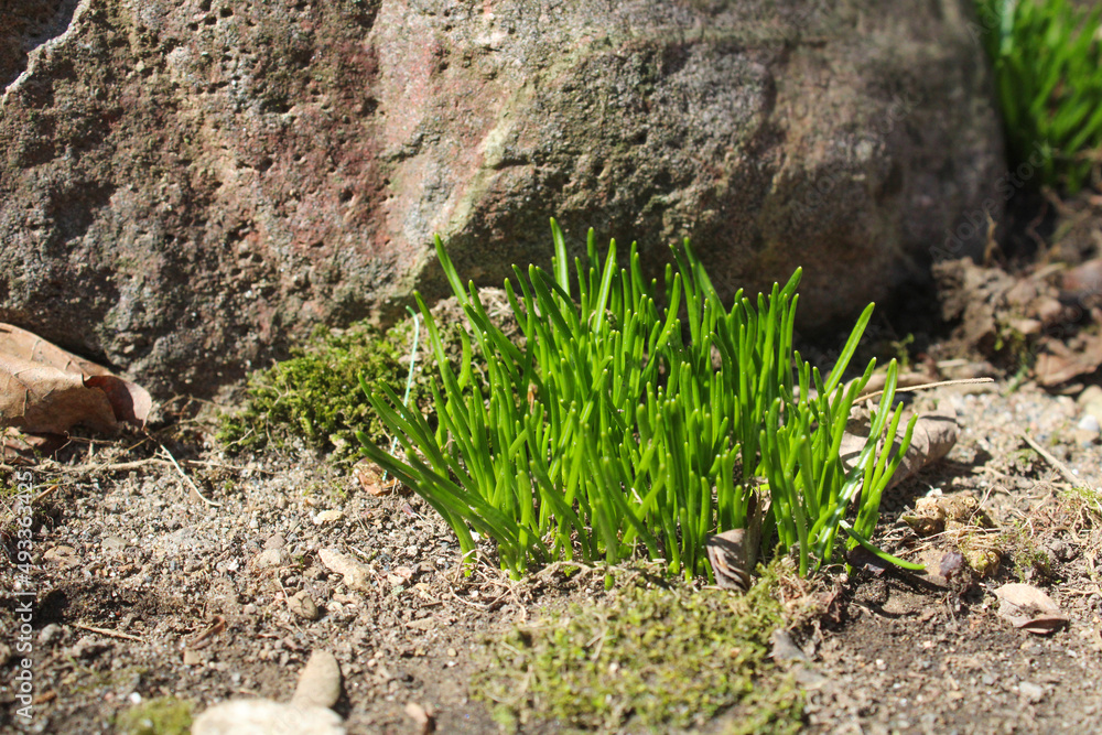 Fototapeta premium moss on the ground
