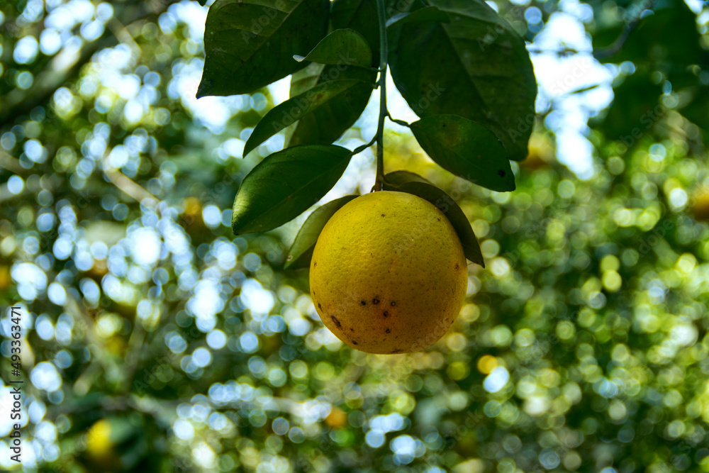 Hanging ripe orange fruit isolated on a blurred background Hanging ripe orange fruit isolated on a blurred background