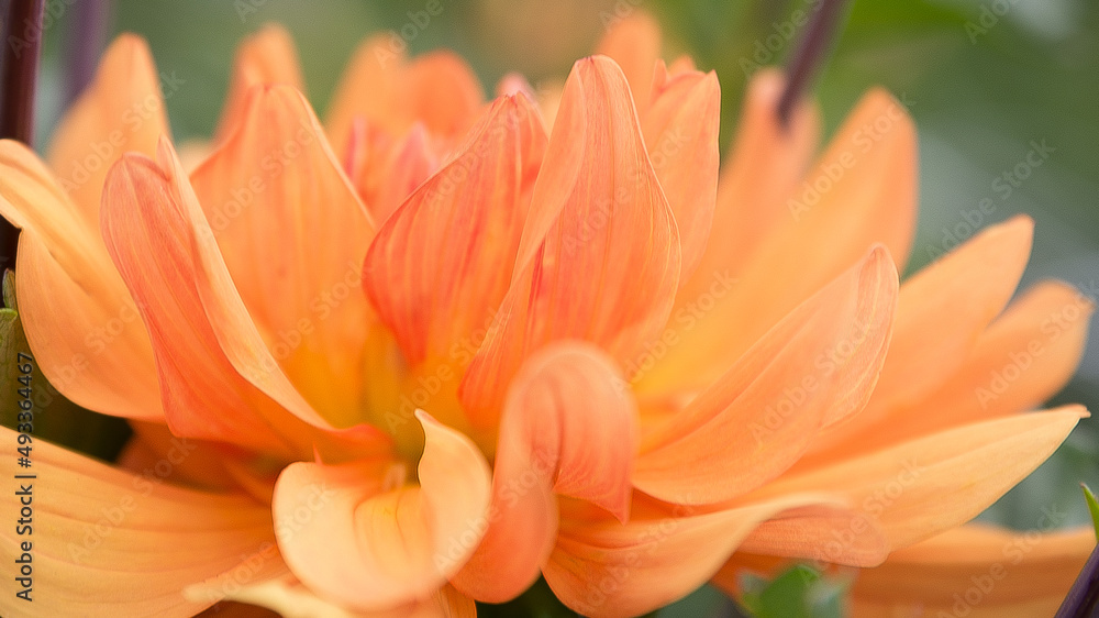 Summer dahlia in the Blue Ridge Mountains of Virginia