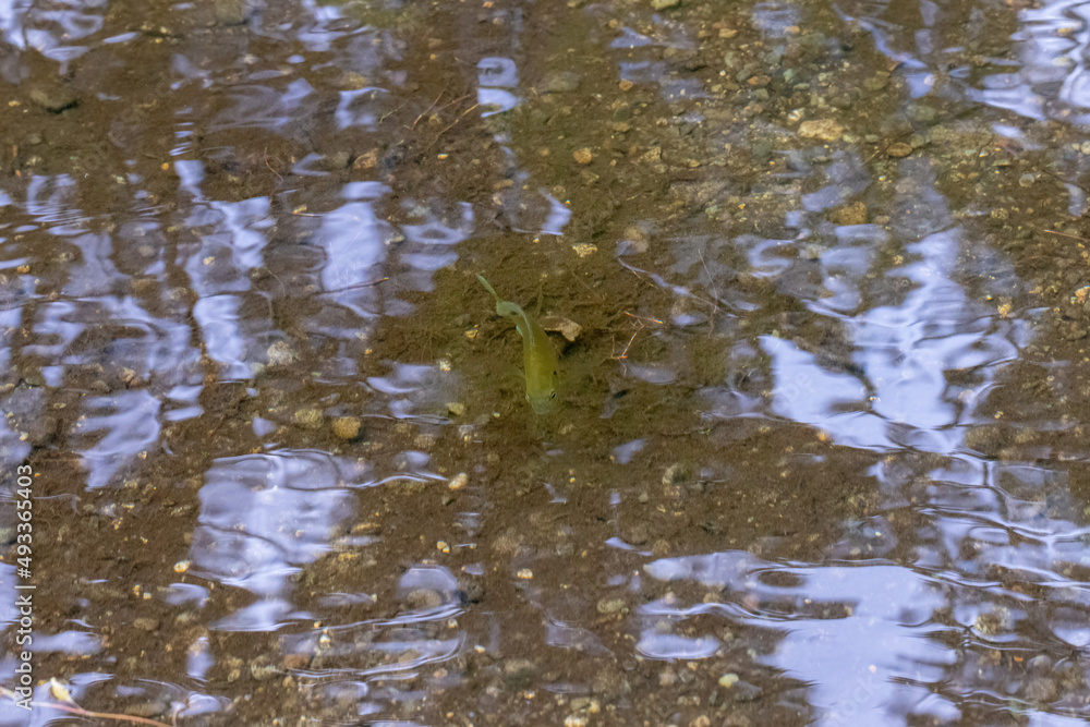 Fototapeta premium smooth still water of a pond with a fish swimming below
