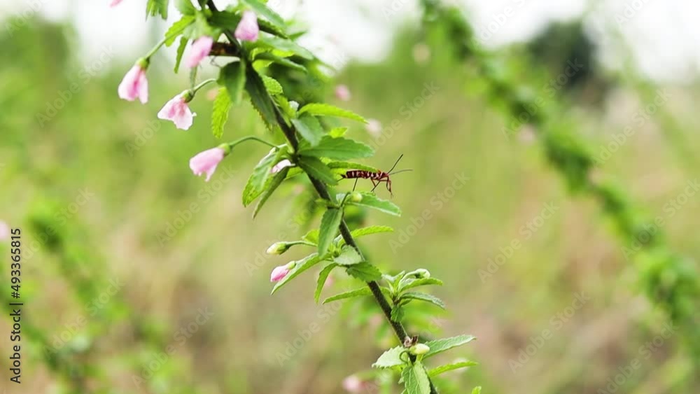 Isolated Green plant with pink flowers being blown by wind whiles shaking. Dangling flower Isolated Green plant with pink flowers being blown by wind whiles shaking. Dangling flower
