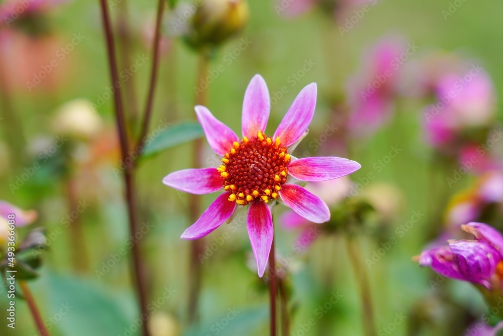 Obraz premium ひっそりと咲くピンクのヒトデのようなダリア