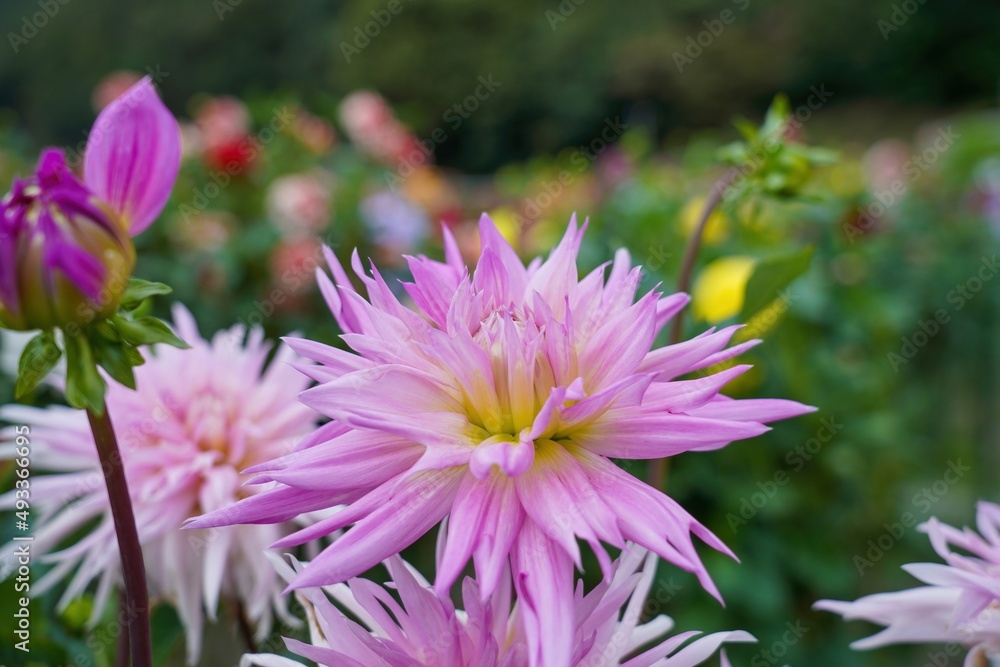 Obraz premium 紫のグラデーションが美しい満開のダリア