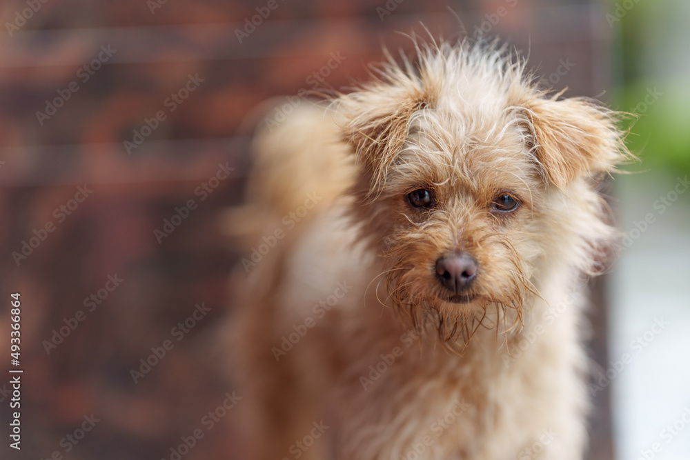 wet stray dog wet stray dog