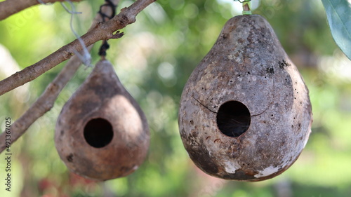 Fotografija Bird's nest in a gourd, canary with a nest in a pierced gourd.