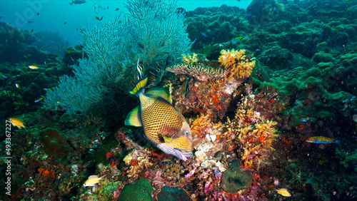 Titan trigger fish eating at coral reef
