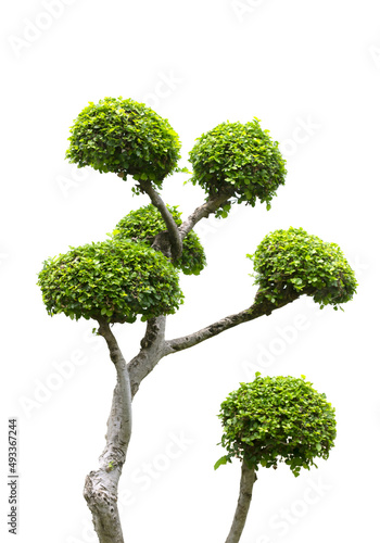 The trees used to decorate the garden are shrubs.