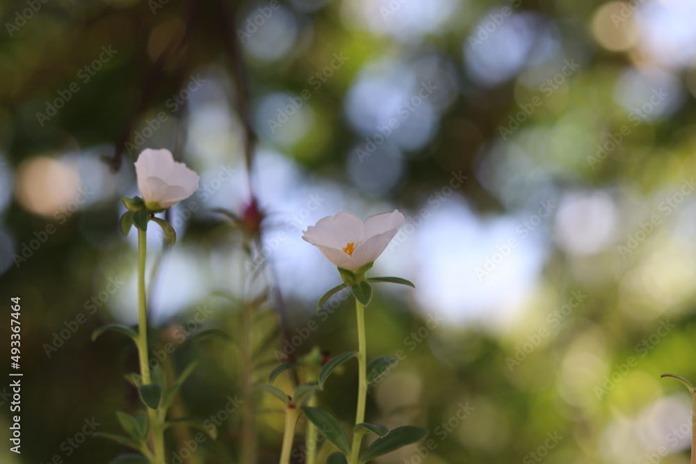 Bank and red garden flowers. Spring with tiny flowers. Bank and red garden flowers. Spring with tiny flowers.