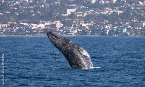 whale in the ocean, Gray whale breach, Laguna Beach, California © FPLV