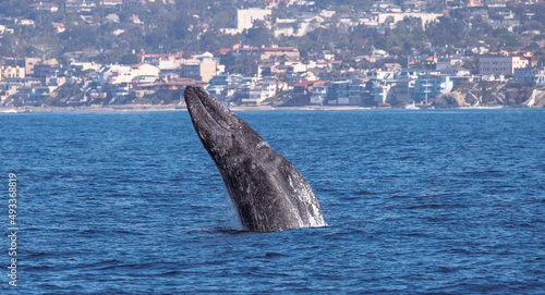 Gray whale breaching, whale in the ocean, Gray whale breaching , Laguna Beach, California