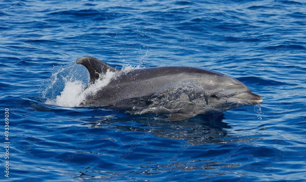 Fototapeta premium Bottlenose Dolphin