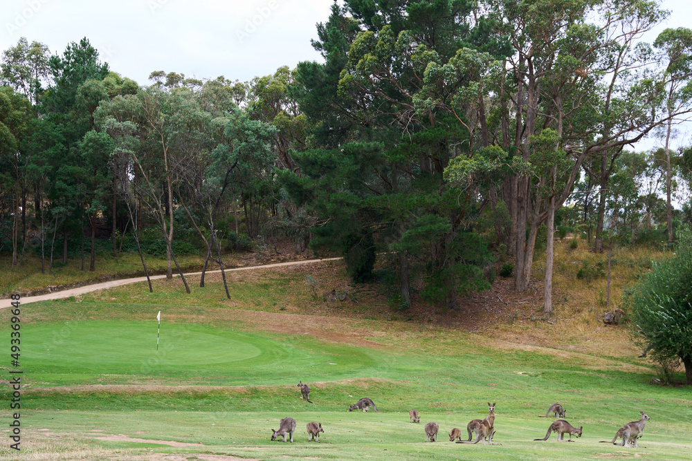 Australia golf course with kangaroo grazing Australia golf course with kangaroo grazing