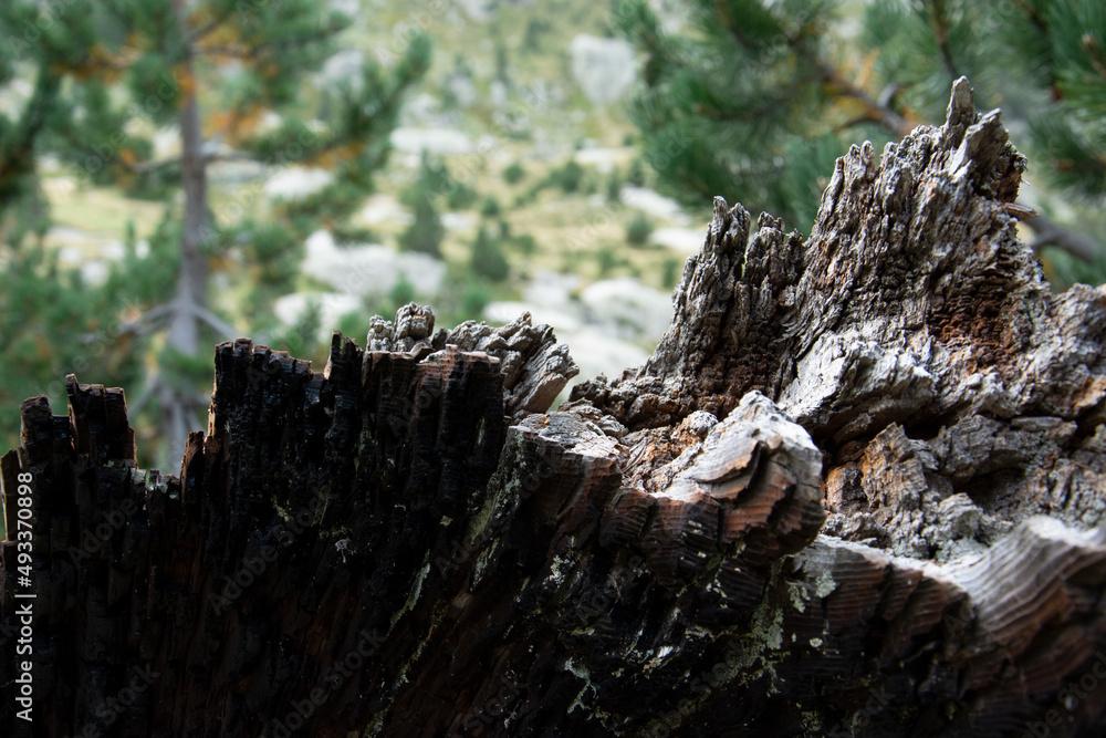 tree trunk with bokeh