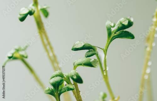 Young shoot of microgreen under sunlight. with waterdrops