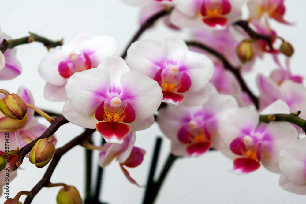 Phalaenopsis orchid flower, butterfly orchid, it is also called alevilla orchid and mouth orchid
Phalaenopsis orchid flower, butterfly orchid, it is also called alevilla orchid and mouth orchid