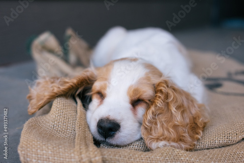 Sleeping Cocker Spaniel Puppy