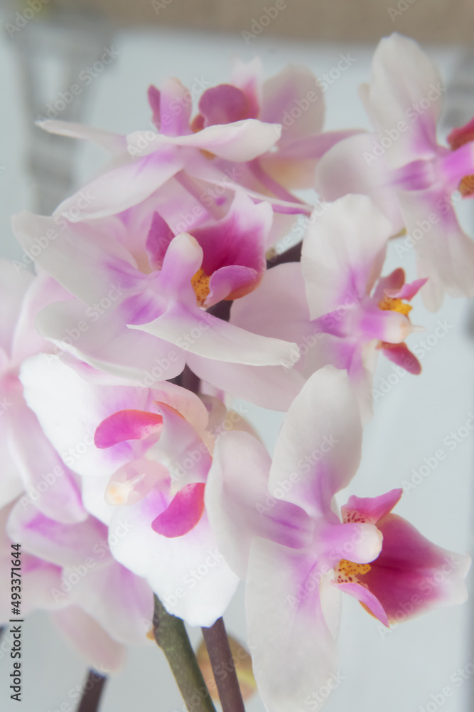 Phalaenopsis orchid flower, butterfly orchid, it is also called alevilla orchid and mouth orchid
Phalaenopsis orchid flower, butterfly orchid, it is also called alevilla orchid and mouth orchid