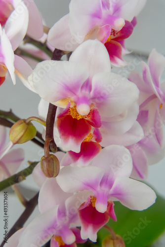Phalaenopsis orchid flower  butterfly orchid  it is also called alevilla orchid and mouth orchid 