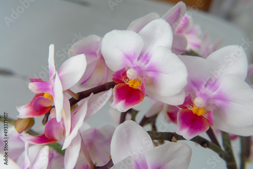 Phalaenopsis orchid flower, butterfly orchid, it is also called alevilla orchid and mouth orchid
 photo