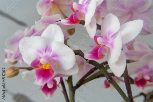 Phalaenopsis orchid flower, butterfly orchid, it is also called alevilla orchid and mouth orchid 