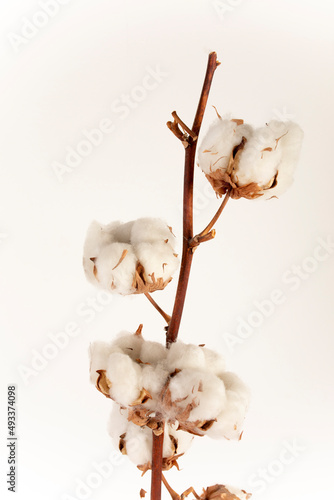 Cotton branch photo