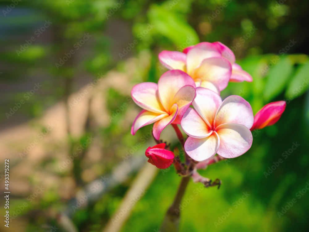 Plumeria, Frangipani, Temple tree, Graveyard tree Plumeria, Frangipani, Temple tree, Graveyard tree