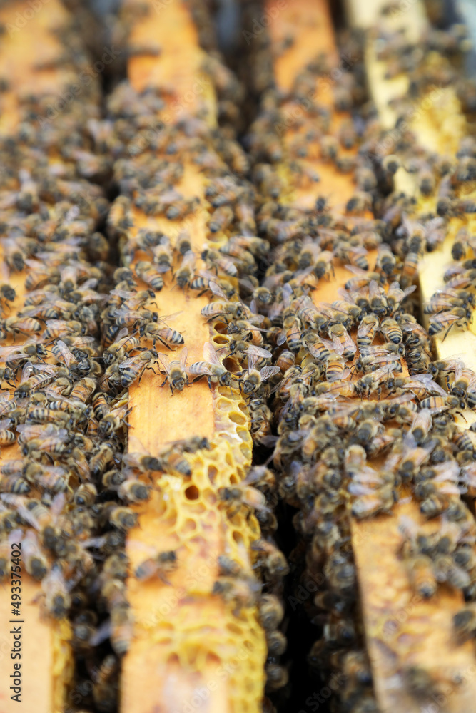 Closeup image of bee hive with honey, bees and frames Closeup image of bee hive with honey, bees and frames