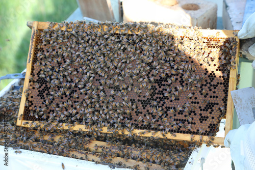 Closeup image of bee hive with honey, bees and frames