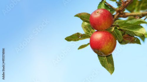 Apple-picking has never looked so enticing. Ripe red apples hanging on a tree in an orchard - closeup. photo