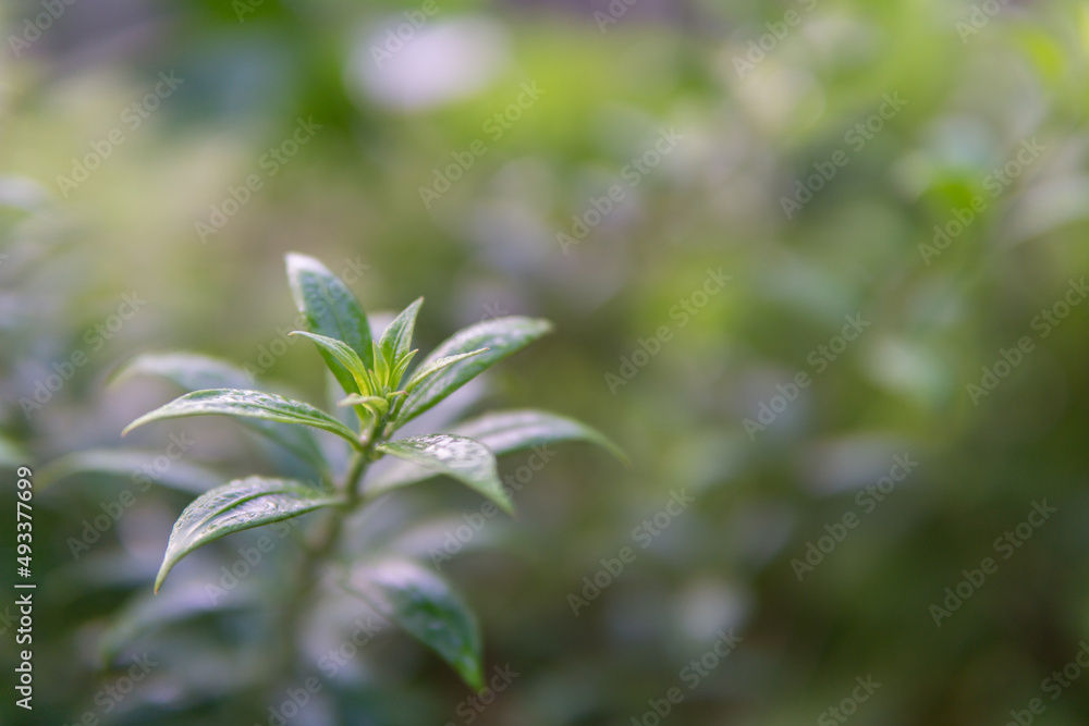 Fresh green leaves and branch of tree, Beautiful leaves green foliage.