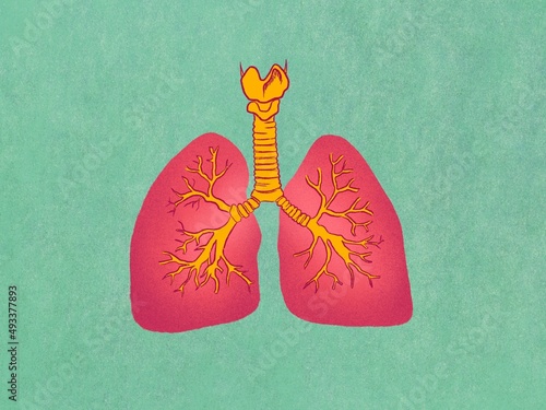 Human lungs illustration photo