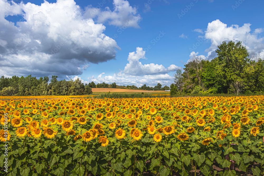  Field of blooming sunflowers on a background of blue sky and white clouds